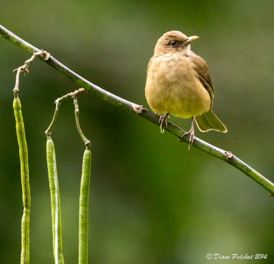 Merle fauve Clay-colored Thrush