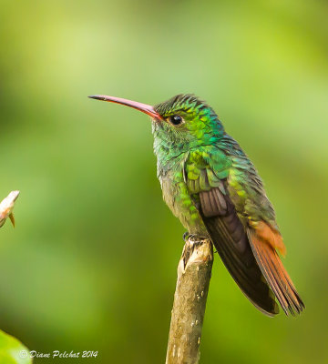 Colibri à queue rousseRed-tailed Hummingbird