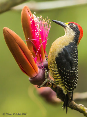 Pic de PucheranBlack-cheeked Woddpecker