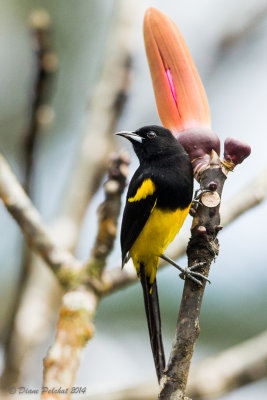 Oriole monacalBlack-cowled oriole
