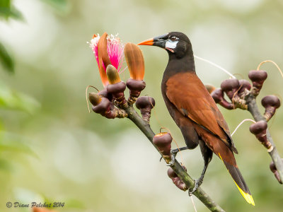 Cassique de MontézumaOropendola Montezuma