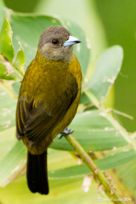 Tangara à croupion jaunePasserini's Tanager