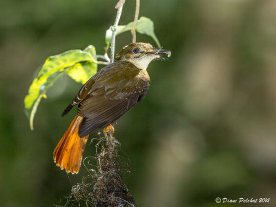 Moucherolle royaleRoyal Flycatcher