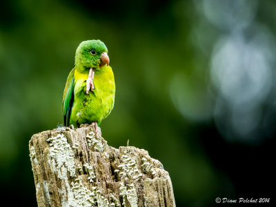 Toui à menton d'orOrange-chinned parakeet