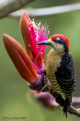 Pic de PucheranBlack-cheeked Woddpecker