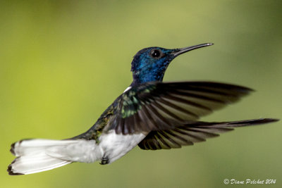 Colibri jacobin White-throated Jacobin