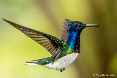 Colibri jacobin White-throated Jacobin