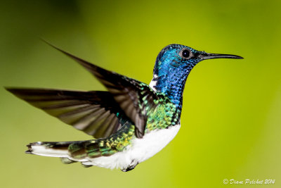 Colibri jacobin White-throated Jacobin