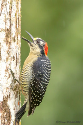 Pic de PucheranBlack-cheeked Woddpecker