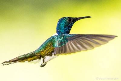 Colibri jacobin White-throated Jacobin