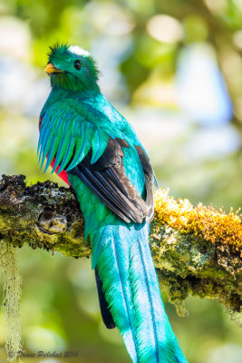 Quetzal resplendissant Resplendent Quetzal