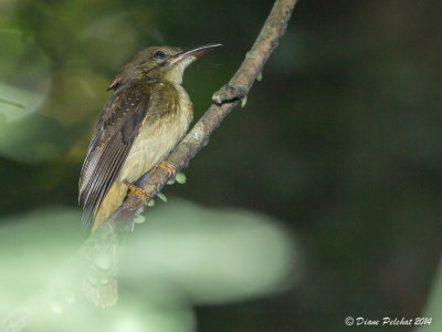 Moucherolle royaleRoyal Flycatcher