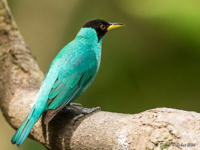 Guit-guit éméraude Green Honeycreeper