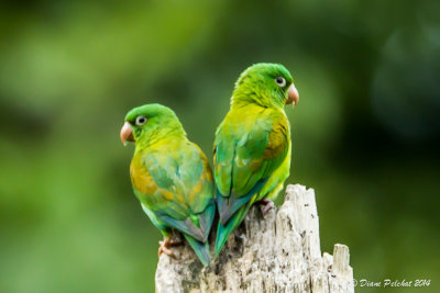 Toui à menton d'orOrange-chinned parakeet