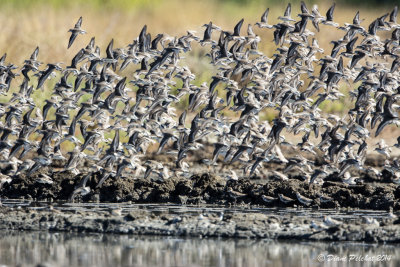 Bécasseau sanderlingSanderling