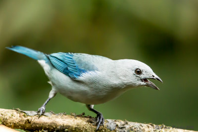 Tangara évêqueBlue-gray tanager