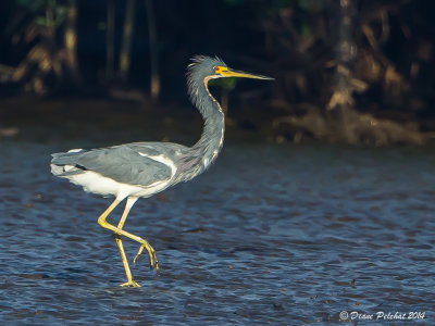 Héron tricoloreTricolored Heron
