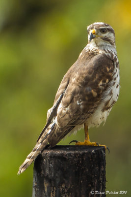 Buse variableGay Hawk