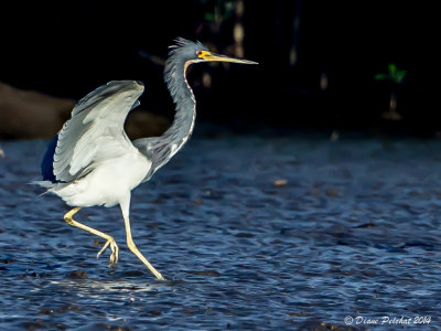 Héron tricoloreTricolored Heron