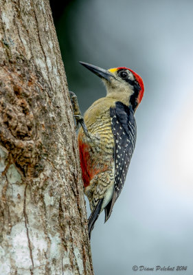 Pic de PucheranBlack-cheeked Woddpecker