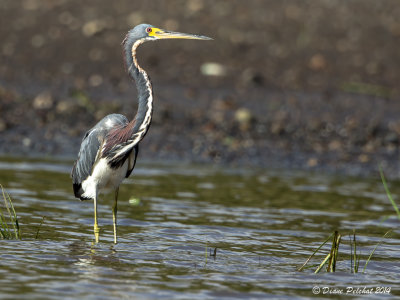Héron tricoloreTricolored Heron