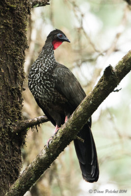Pénélope panachéeCrested Guan
