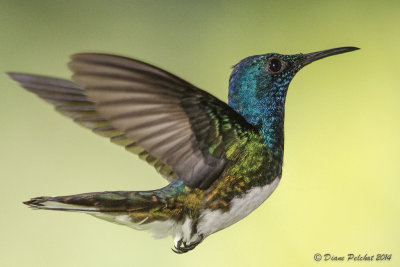Colibri jacobin White-throated Jacobin