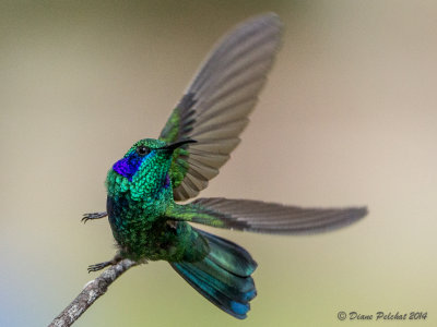 Colibri thalissinusGreen Violetear