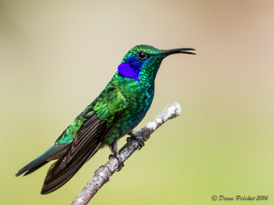 Colibri thalissinusGreen Violetear
