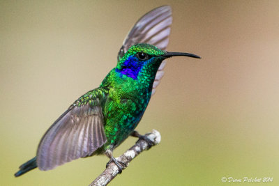 Colibri thalissinusGreen Violetear