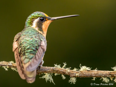 Colibri à gorge pourpréePurple-throated Hummingbird