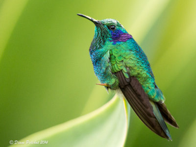 Colibri thalissinusGreen Violetear