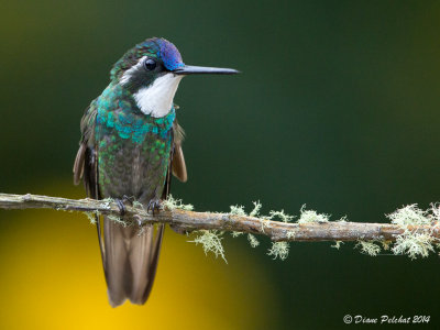 Colibri à gorge blancheWhite-throated Mountain Gem