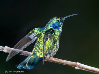 Colibri thalissinusGreen Violetear