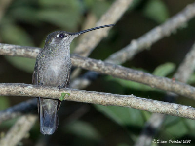 Colibri de RivoliMagnificent Hummingbird