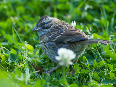 Bruant chingolo Rufous-collared Sparrow