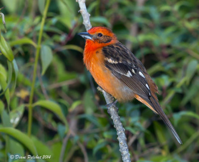 Tangara à dos rayéFlamed-colored Tanager
