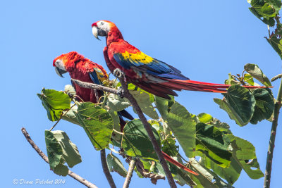 Ara rouge/Scarlet Macaw