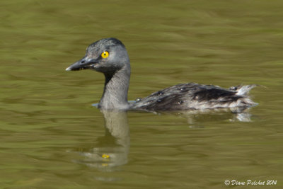 Grèbe minimeLeast Grebe