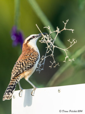 Troglodyte à nuque rousse Rufous-naped Wren