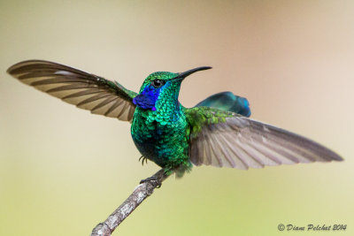 Colibri thalissinusGreen Violetear