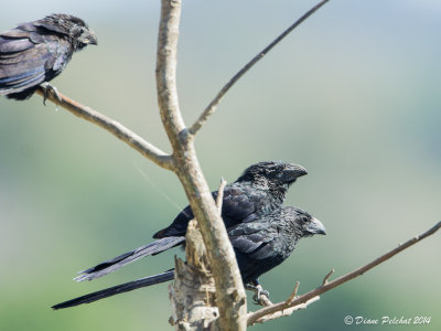 Ani à bec canneléGroove-billed Ani