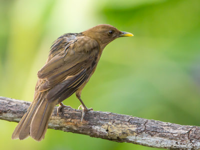 Merle fauve Clay-colored Thrush