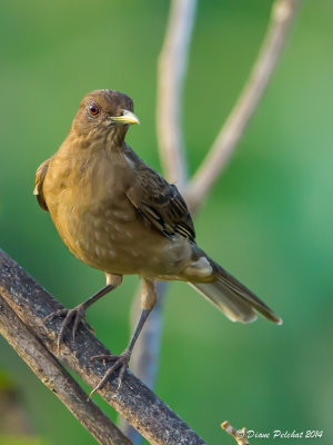 Merle fauve Clay-colored Thrush