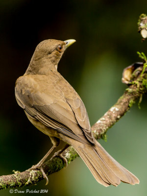 Merle fauve Clay-colored Thrush