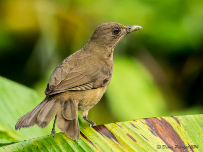 Merle fauve Clay-colored Thrush