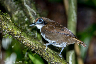 Fourmilier bicoloreBicolored Antibird