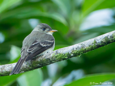 Moucherolle cendréTropical Pewee