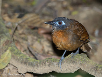 Fourmilier bicoloreBicolored AntibirdMG_5418.jpg