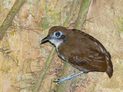 Fourmilier bicoloreBicolored AntibirdMG_5392.jpg